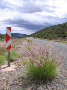 Invasive alien fountain grass (Pennisetum setaceum) invading road verges in the arid interior of South Africa. Photo credit M.A. McGeoch
